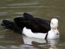 Radjah Shelduck (WWT Slimbridge June 2011) - pic by Nigel Key